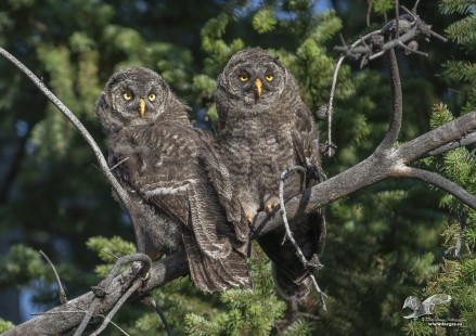 Branching Out (Great Grey Owlets)