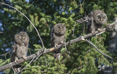 More Fun With Owlets (Great Grey Owlets)