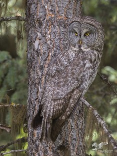 Over The Shoulder (Great Grey Owl)