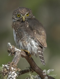 Hunting From The Shade (Northern Pygmy Owl) #105
