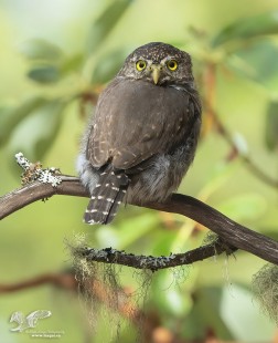 Arbutus Backshot (Northern Pygmy Owl) #107