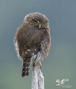More Even Light (Northern Pygmy Owl) #108