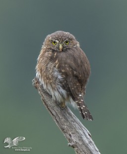 Better Eye Contact (Northern Pygmy Owl)