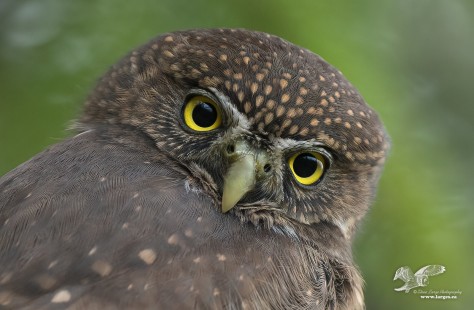 Pygmy Portrait 2021 (Northern Pygmy Owl)
