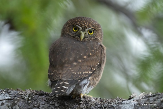Another Back Shot (Norhern Pygmy Owl)