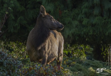 Female Elk in Morning Light (Roosevelt Elk)