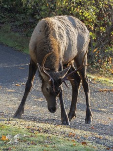 Take a Bow (Roosevelt Elk)
