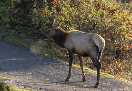 I Can See My Breath (Roosevelt Elk)