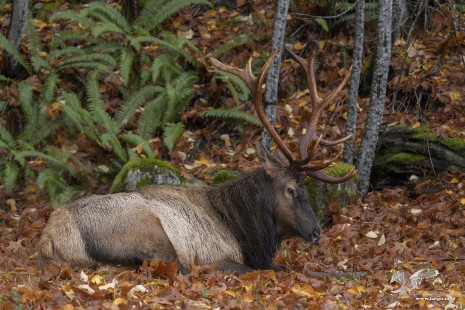 Rainy Day Elk (Roosevelt Elk)