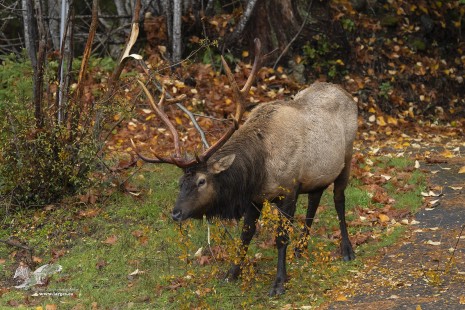 Tree Snapper (Roosevelt Elk)