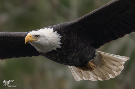 Eagle in Flight Portrait (Bald Eagle)