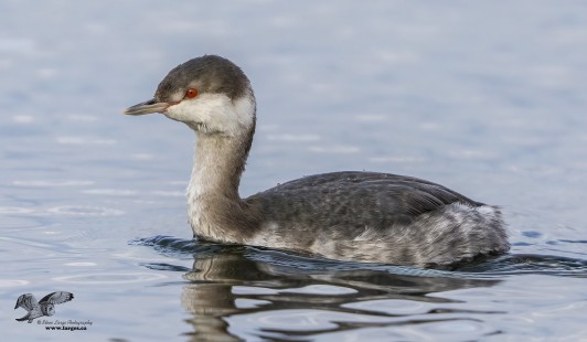 Beautiful Even in Winter Time (Horned Grebe)