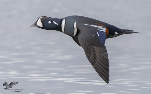 Harley Fly By (Harlequin Duck)