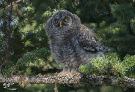 Resting in The Shadows (Great Grey Owlet)