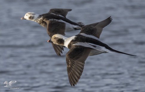 Long Tail Couple in Flight (Long-Tail Ducks)