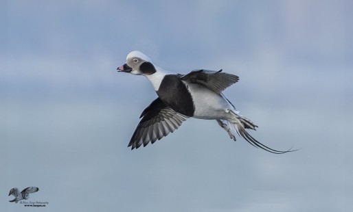 A Noisy Landing (Long-Tailed Duck)