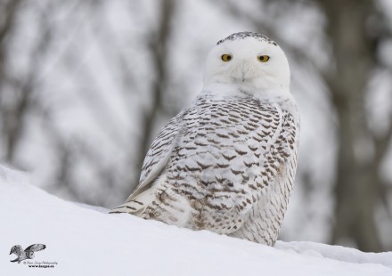 Pretty Lady (Snowy Owl)