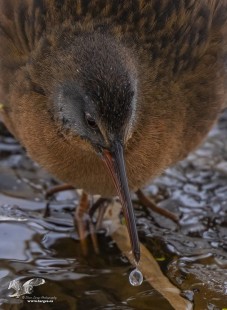 Moment in Time (Virginia Rail)