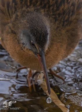 Moment in Time (Virginia Rail)