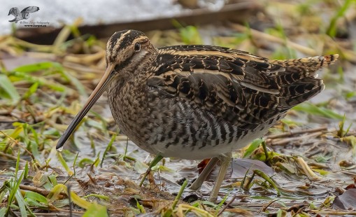 Out in The Open (Wilson's Snipe)