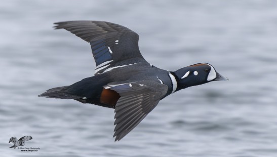Snatch and Grab (Harlequin Duck)