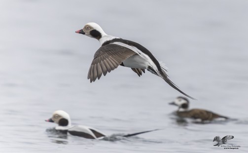 Another Male Joins The Group (Long-Tailed Duck)