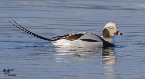 Sunny Day Yesterday! (Long-Tailed Duck)