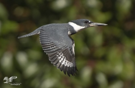 Kingfisher in Flight (Belted Kingfisher)