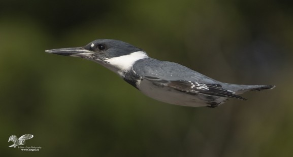 Fuel The Jet! (Belted Kingfisher)