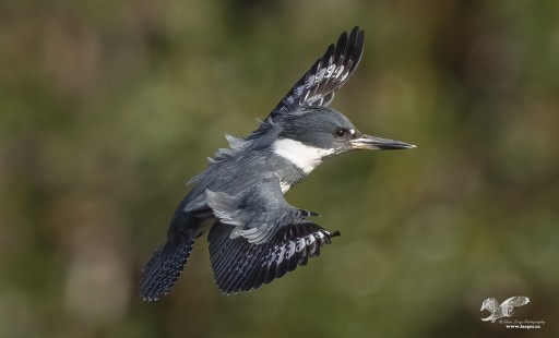 Landing With Flair (Belted Kingfisher)