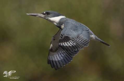 More Fun With Kingfishers (Belted Kingfisher)