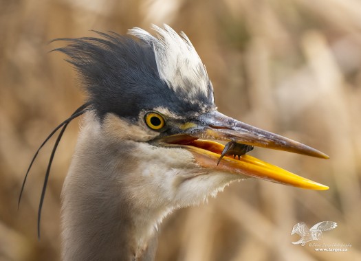 Morning Snack (Great Blue Heron)