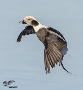 Sunny Day Landing (Long-Tailed Duck)