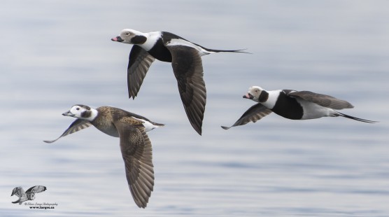 Leading Lady (Long-Tailed Ducks)