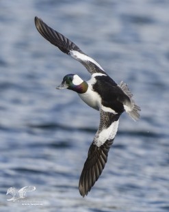 Sidewinder (Bufflehead Duck)