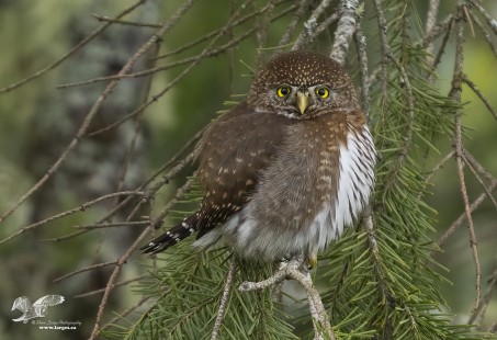 Return of The Puff Ball (Northern Pygmy Owl) #113