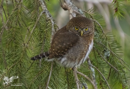 A Slightly Different Perspective (Northern Pygmy Owl) #114