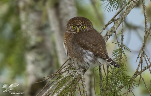 Pygmy Environmental (Northern Pygmy Owl) #112