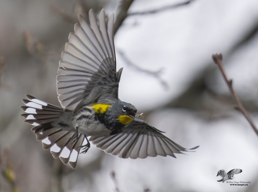 Surprise Flight Shot (Yellow-Rumped Warbler)