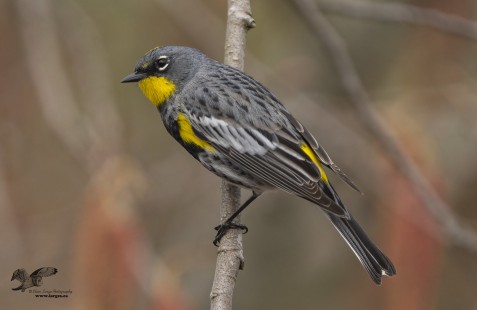 Showing His True Colors (Yellow-Rumped Warbler)