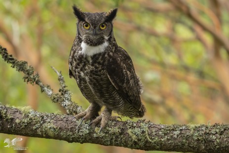 Nice Hooter 2022 (Great Horned Owl)