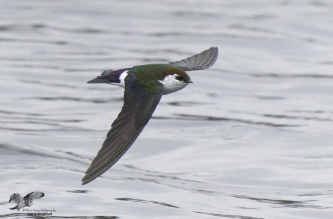 Flight Practice (Violet-Green Swallow)