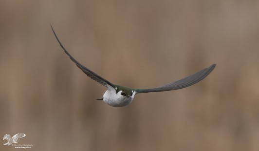 Bent Wings (Violet-Green Swallow)