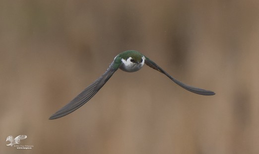Wings Down (Violet-Green Swallow)