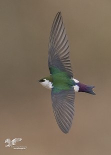 A Bit Farther Away (Violet-Green Swallow - Male)