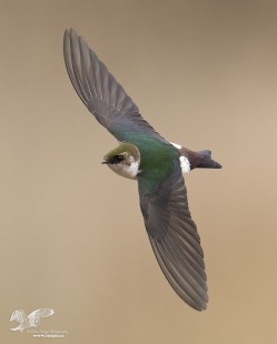 Kid In a Candy Store (Violet-Green Swallow - Female)