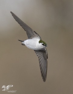 Swan Lake Swallow (Violet-Green Swallow)