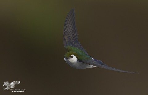 Swan Lake Swallow #2 (Violet-Green Swallow)
