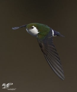 Swan Lake Swallow #3 (Violet-Green Swallow)