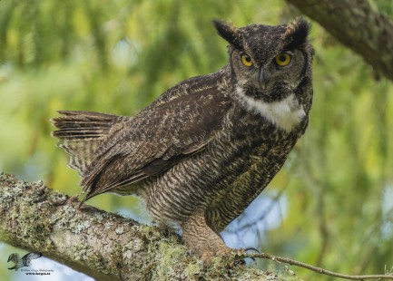 Another Nice Hooter (Great-Horned Owl)
